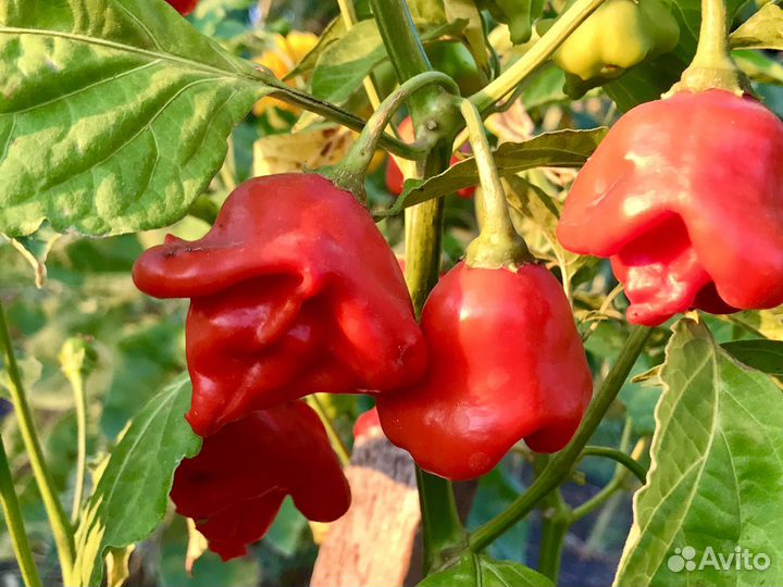 Семена острого перца Колокольчик