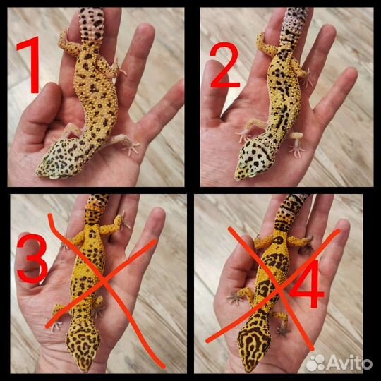 Эублефары 2022-2023