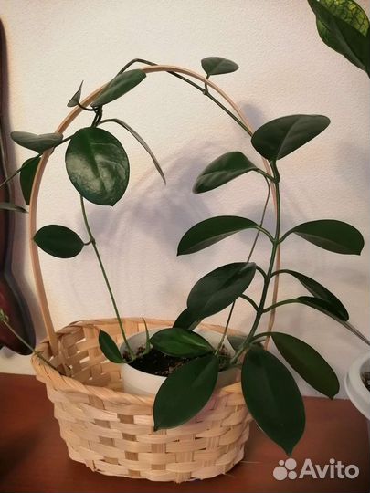 Хойи сортовые