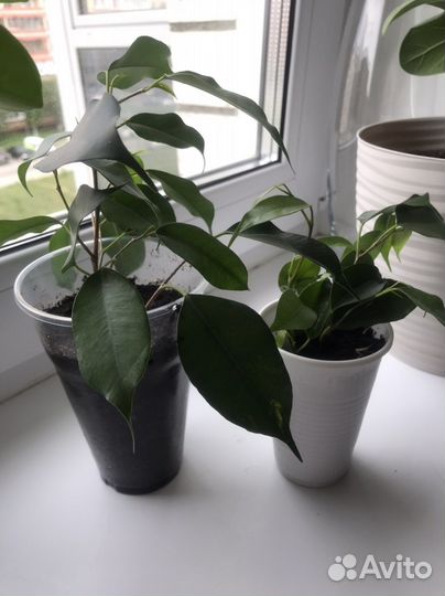 Фикус бенджамина