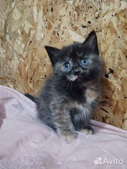 Котенок девочка
