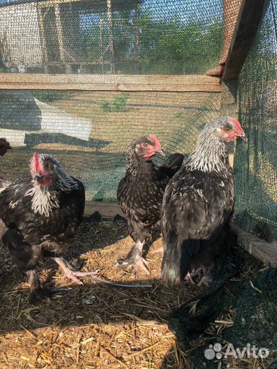 Петухи породы Маран