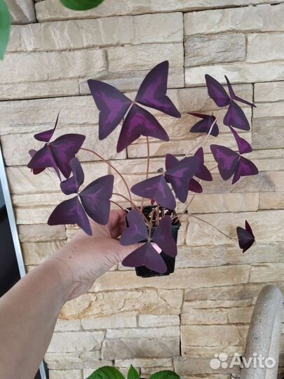 Цветы разные, цены и названия в описании