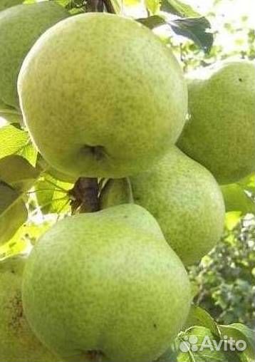 Саженцы груши Бессемянка Мичурина