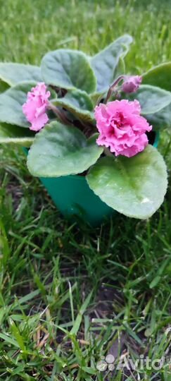 Фиалки цветущие в горшке