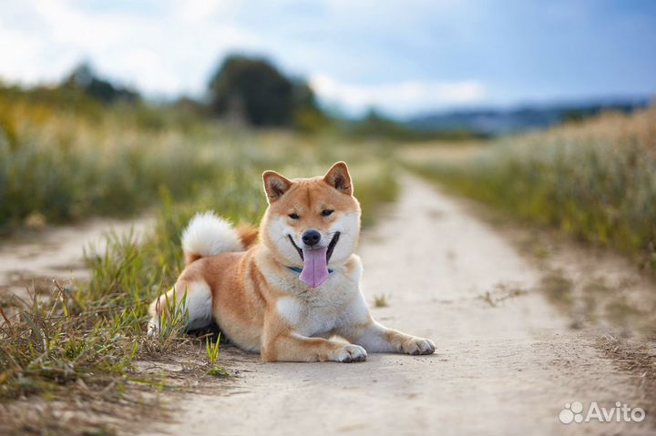 Породный кобель сиба ину (вязка)