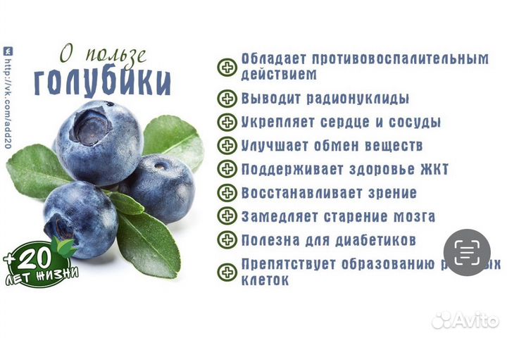 Черника, голубика