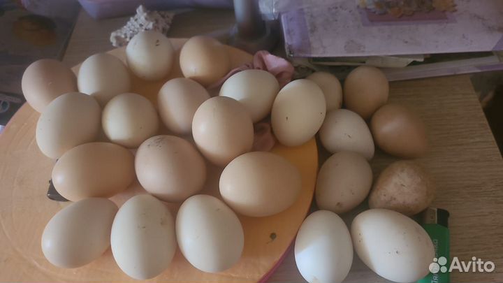 Инкубационное яйцо от настоящих несушек.Цыплята