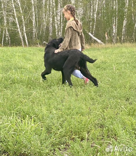 Сао Алабай 6мес