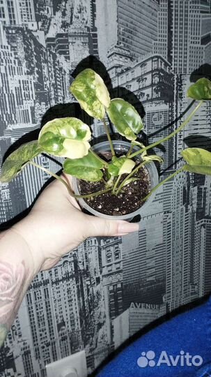 Филодендрон бурле макс