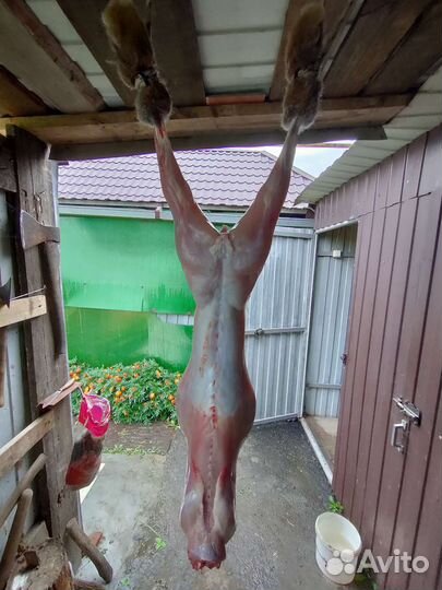 Мясо кролика