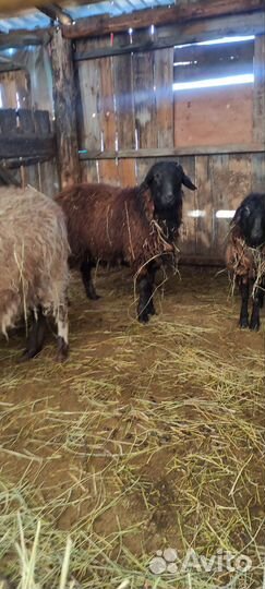 Овцы эдельбай