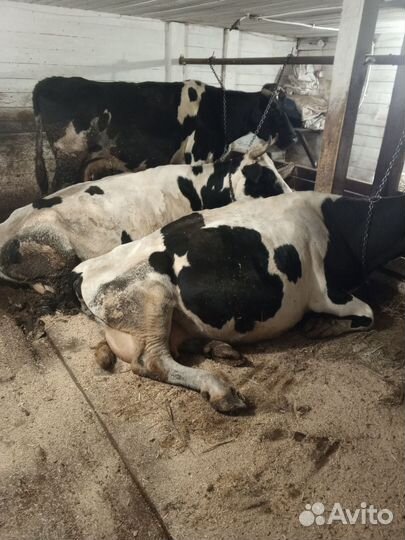 Коровы дойные