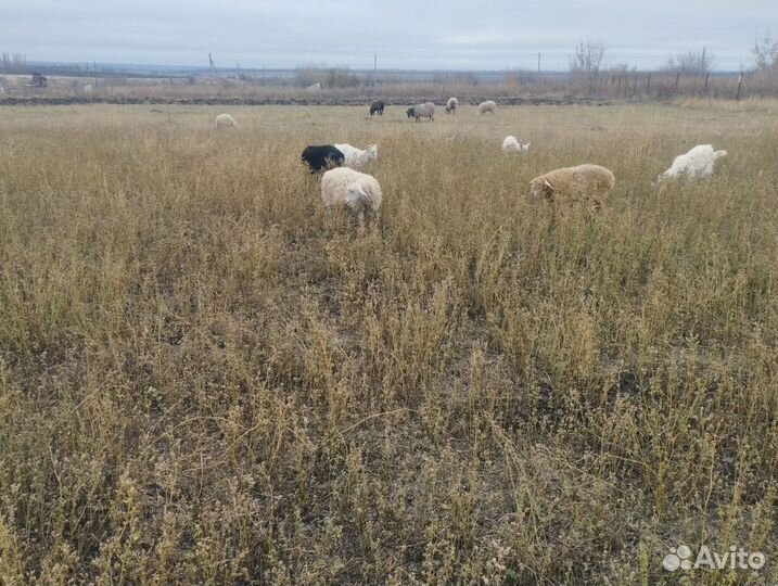 Овцы бараны ягнята