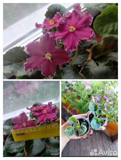 Комнатные цветы