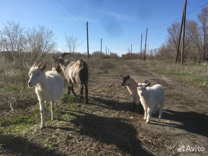 Семья козёл и коза с детьми