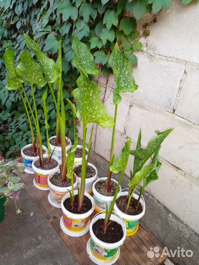 Каллы садовые