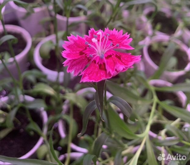 Гвоздика турецкая