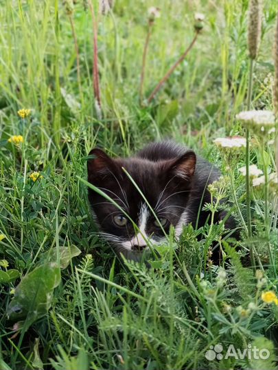 Котята бесплатно