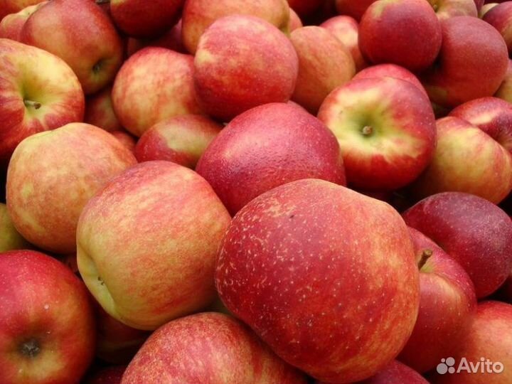 Яблоки урожай 2023