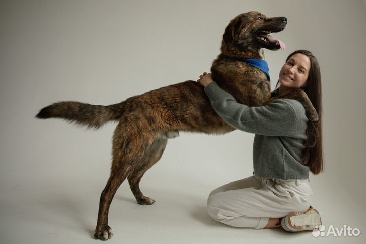 Пес Тигра ищет дом, собака в добрые руки