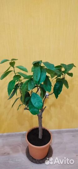 Лимонное дерево