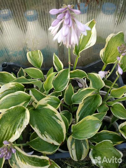 Саженцы клематиса Белое облако