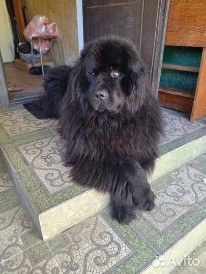 Ньюфаундленд