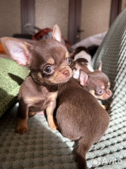 Щенки чихуахуа мини
