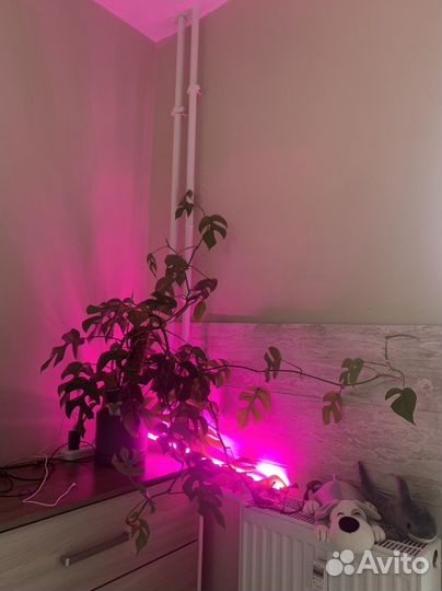 Монстера минима