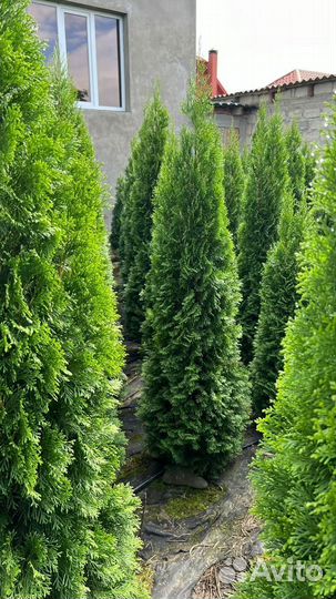 Туя смарагд