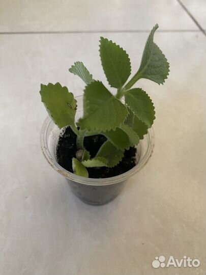 Плектрантус