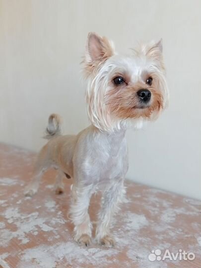 Йоркширский терьер вязка мальчик