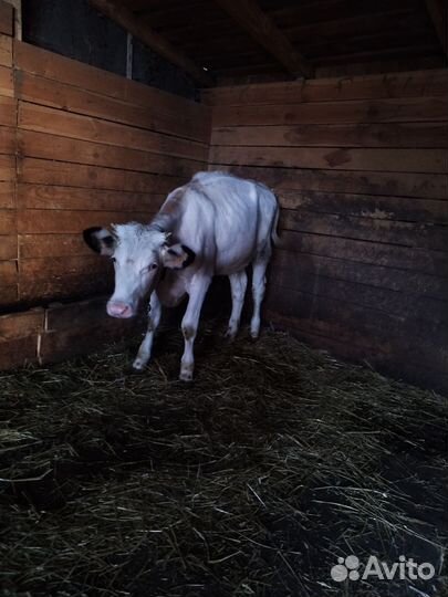 Корова телка 8 месяцев