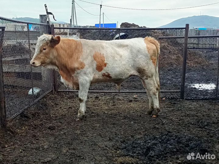 Коровы и быки