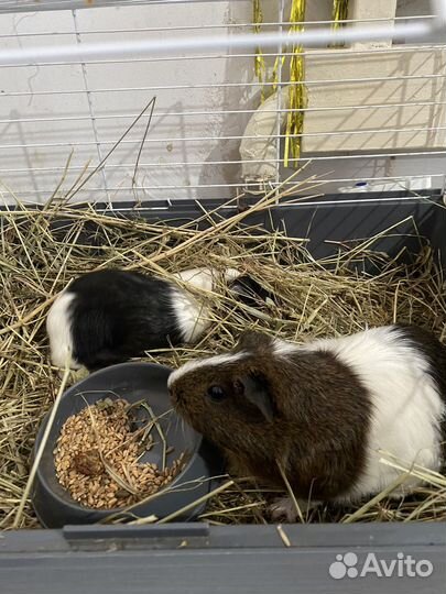 Морские свинки