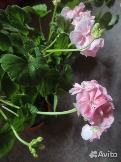 Гиппеаструм, пеларгонии, зефирентес