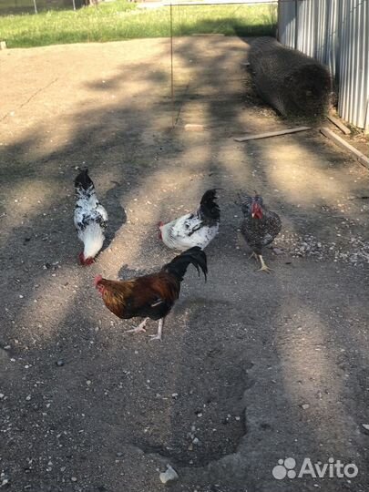 Молодые петухи