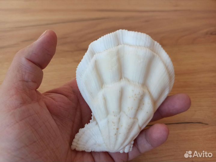 Морская раковина