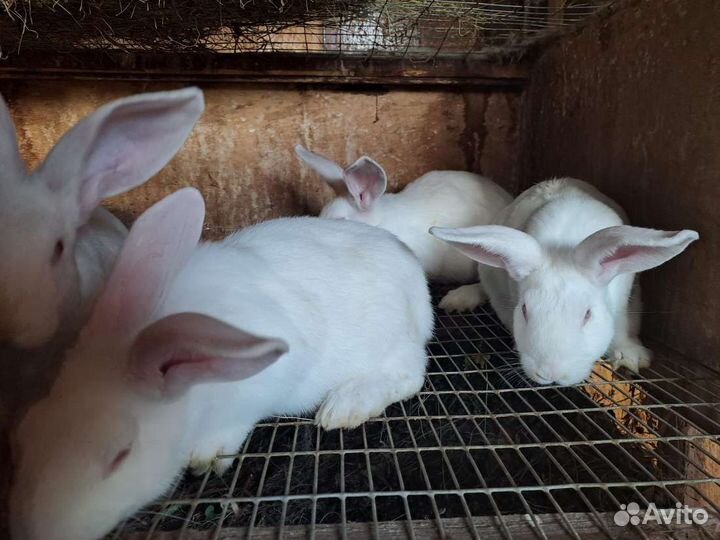 Белый панон