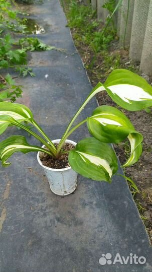 Многолетние садовые растения