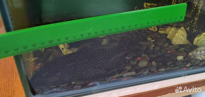 Парчевый сом