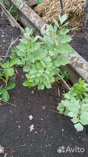 Пряные и декоративные растения