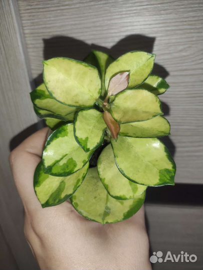 Хойя аустралис лиза