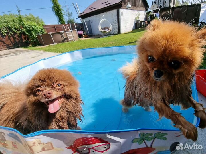 Передержка собак кошек хорьков кроликов животных