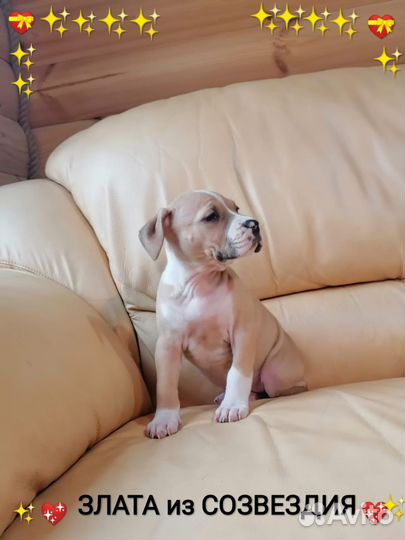 Сказочная малышка Ам.Стафф.терьера(с документами)