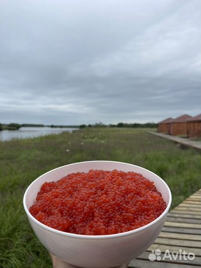 Рыбалка на камчатке «Чавыча»