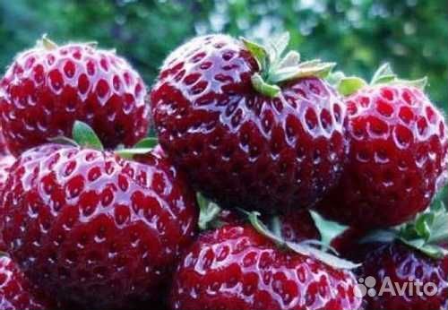 Клубника купчиха и другие сорта