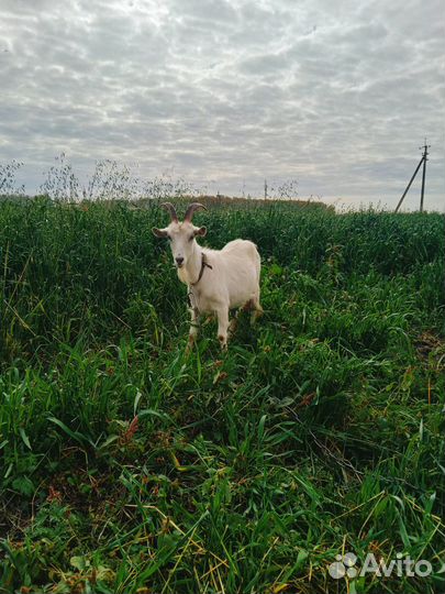 Дойные нубийские козы