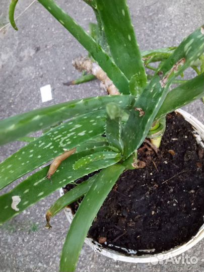 Алоэ вера на лекарство